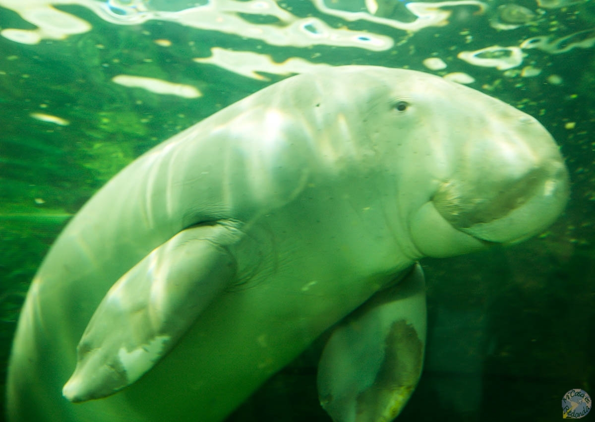 Nuestro amigo el dugongo! Acuario de Sydney