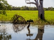 Las aves también posan, Kakadu National Park