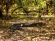 Demasiado grandes para pasear con ellos, Kakadu National Park