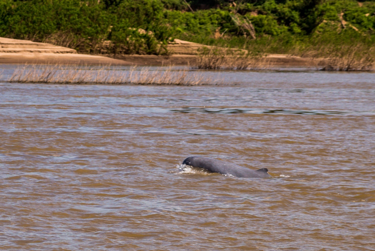 Delfín de Irawadi, junto a Kratie