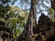 Los árboles surgieron de las ruinas, Angkor