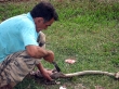 Cazando serpientes en Pinar del Río