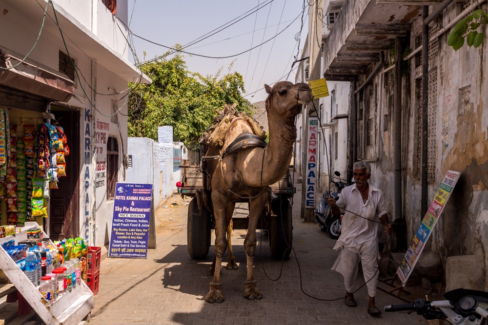 Camellos en la calle, Pushkar