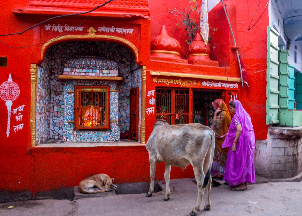 Vacas intentado profanar un templo, Pushkar