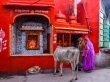 Vacas intentado profanar un templo, Pushkar