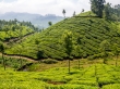 Ondulados campos de té, Munnar