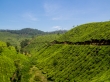 Interminables campos de té, Munnar