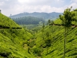 Valles de té, Munnar
