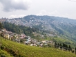 Darjeeling y los campos de té