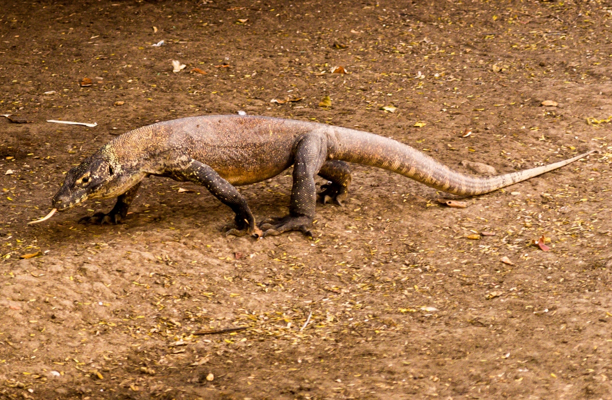 Hasta los dragones nos hacen burla. Komodo National Park, Rinca