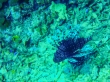 Scorpion Fish, Gili Air
