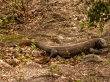 Dragón macho de los grandes (y agresivos, según nos dijeron). Komodo National Park, Rinca