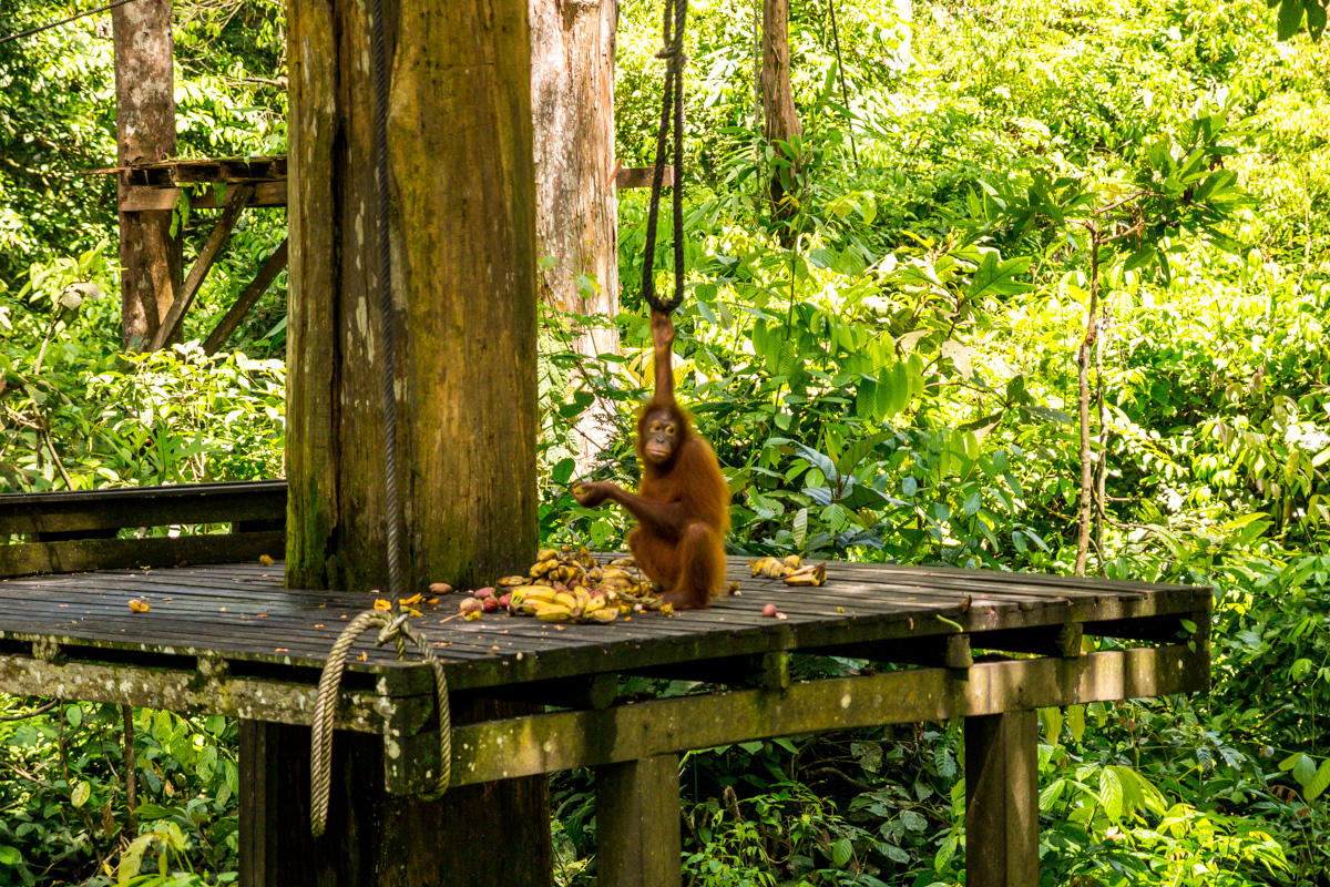 Os veo, os estoy viendo. Reserva de orangutanes de Sepilok