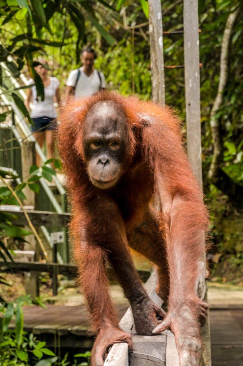 El orangutan que despertó a mi hermano, Sepilok