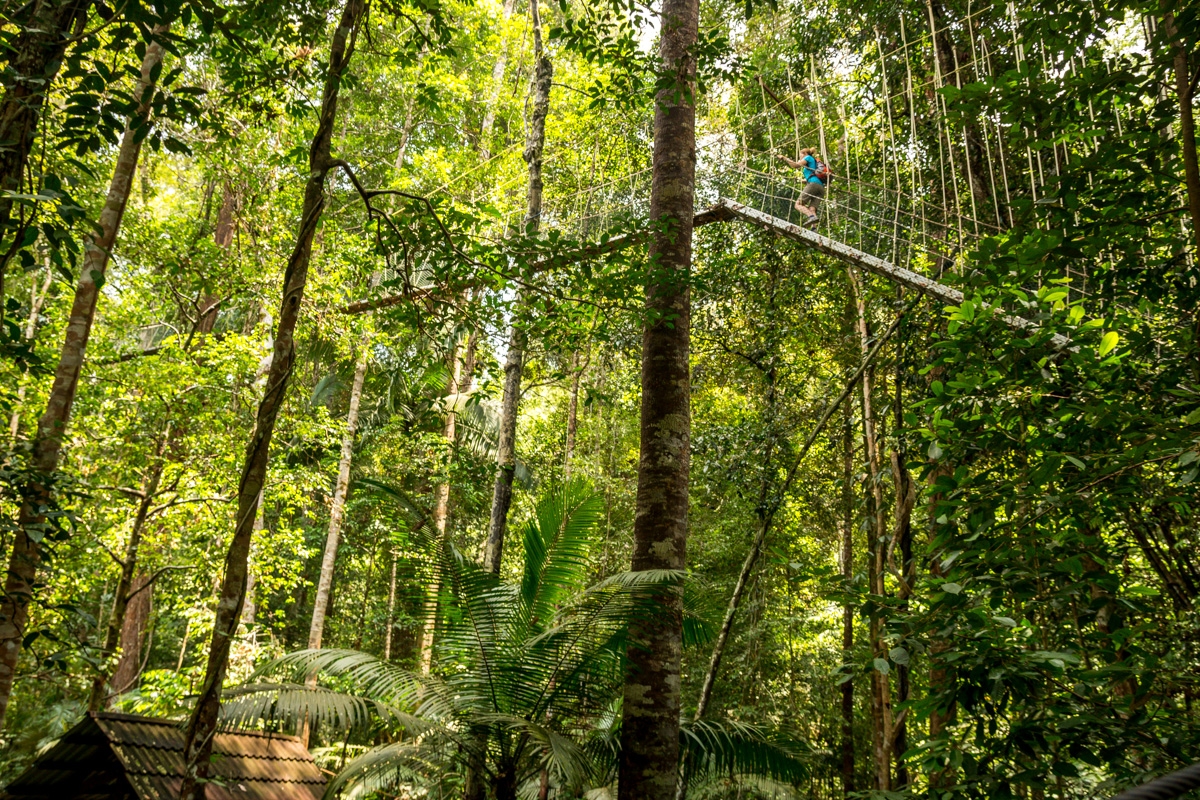Pasarelas que suben y suben, canopy en Taman Negara