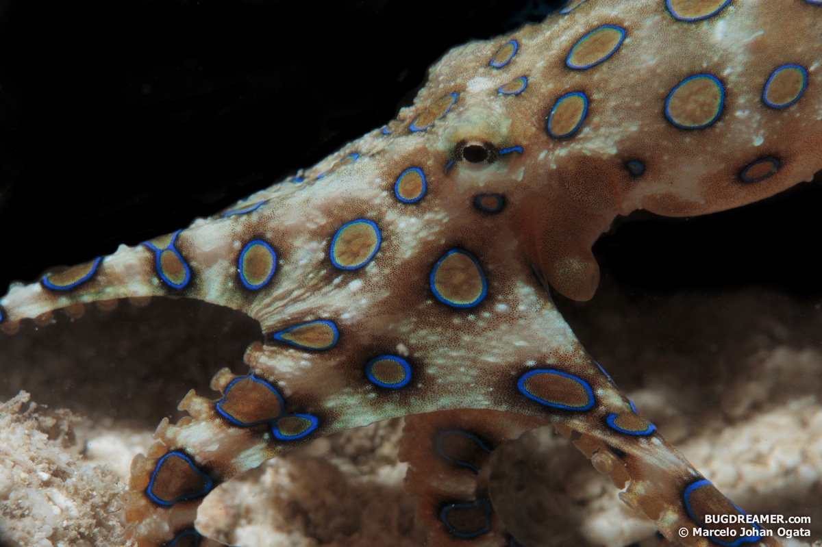 Blue ringed octopus, cortesía de Marcelo, que sacó la fotografía