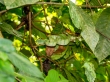 Otra green viper, mejor verla de lejos