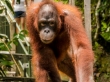 El orangutan que despertó a mi hermano, Sepilok