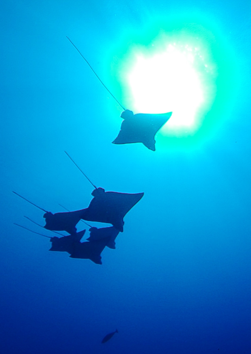 Escuadrón de eagle rays, Maldivas