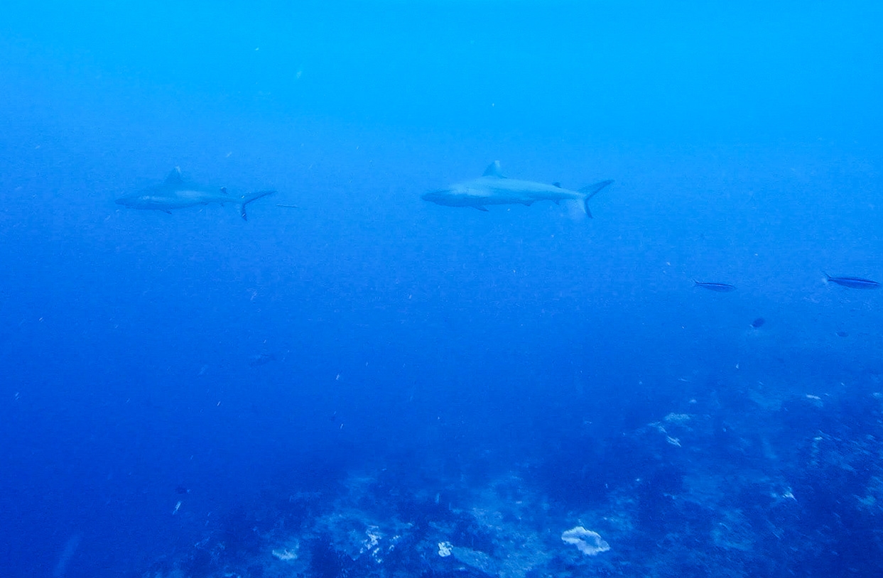 Grey Reef sharks. Tiburones en Guraidhoo, Maldivas
