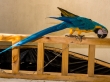 Papagayo encadenado en el alojamiento, Gulhi