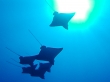Escuadrón de eagle rays, Maldivas