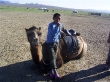 Camellos mongoles