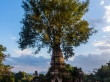 Árbol en ruinas (literalmente), Hsipaw