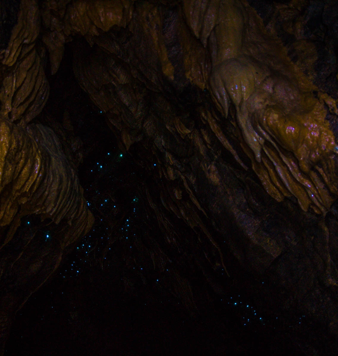 Glowworms! Abbey Caves, Northland