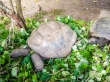 Tortugas de Aldabra, endémicas de Seychelles