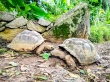 Tortugas de Aldabra, Seychelles