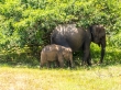 Elefante y minielefante, Yala
