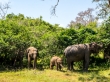 Familia de elefantes, Yala