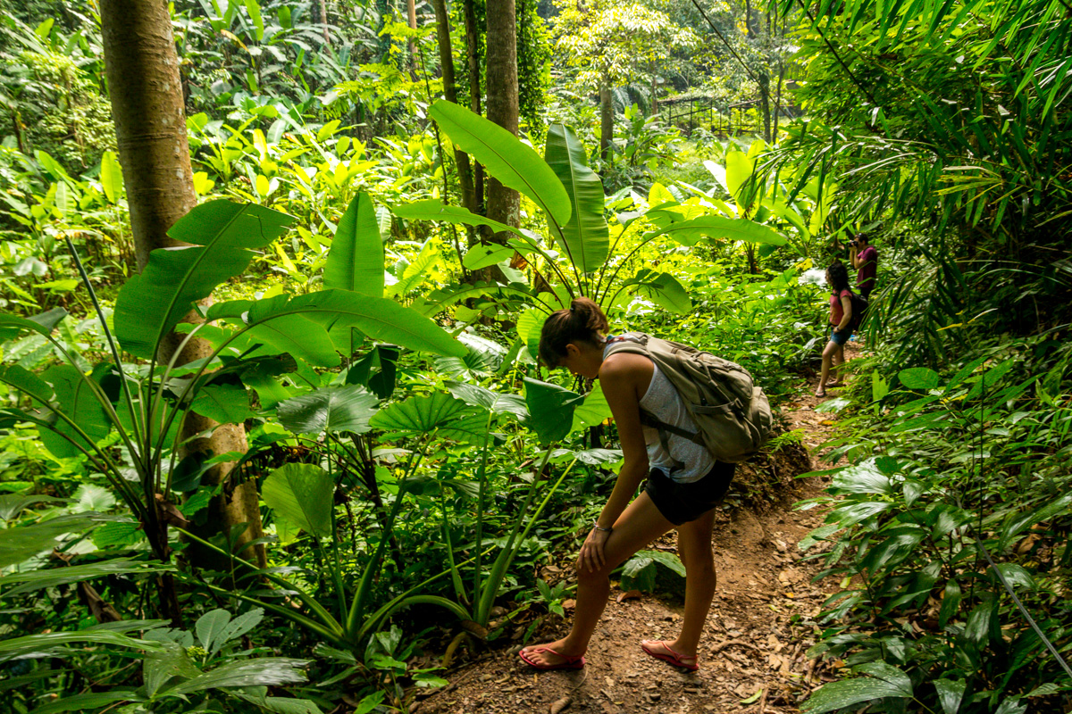 Caminando íntrépidos por la jungla