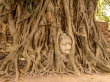 La famosa cabeza en el Wat Maha That, Ayutthaya