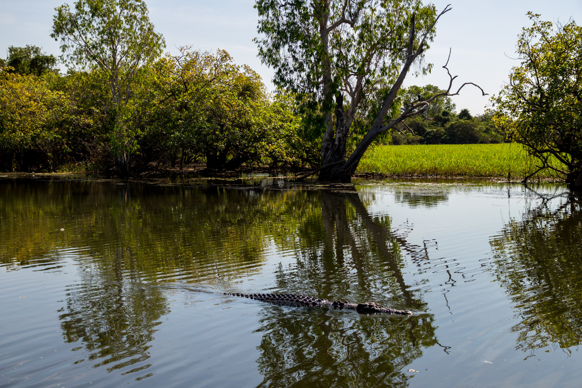 Por cada cocodrilo que ves, hay varios más debajo del agua. Kakadu