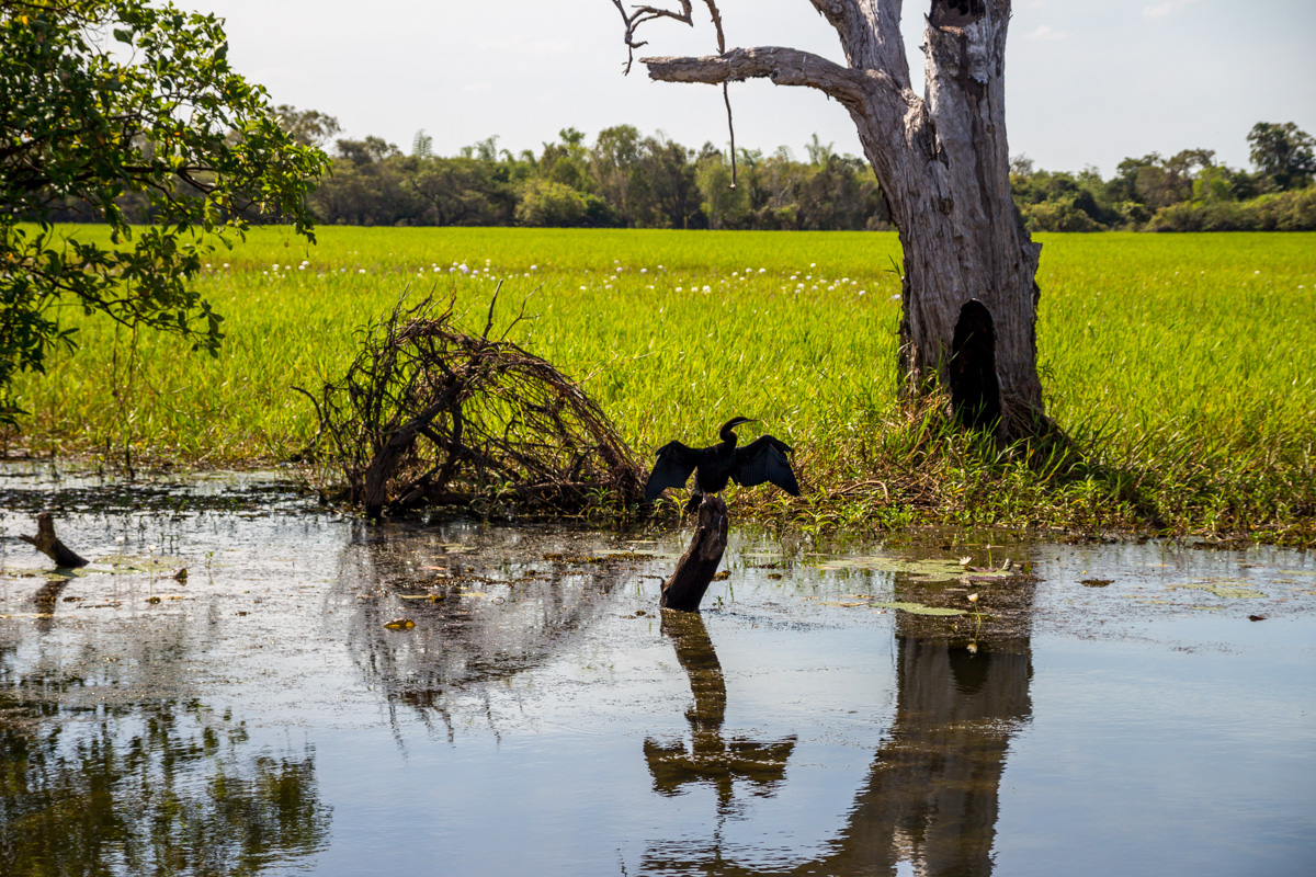 Las aves también posan, Kakadu National Park
