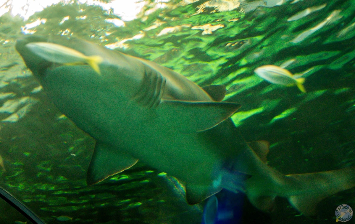 Tiburón tiburón. Acuario de Sydney