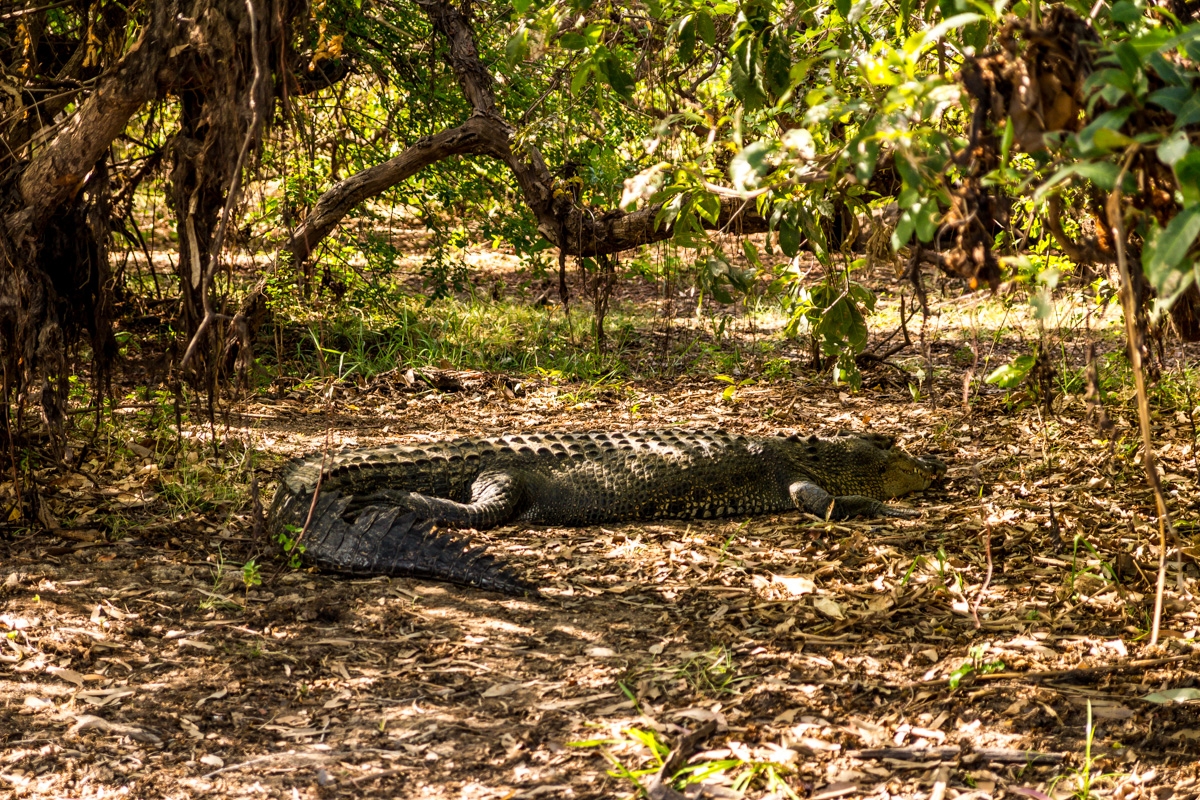 Demasiado grandes para pasear con ellos, Kakadu National Park