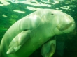 Nuestro amigo el dugongo! Acuario de Sydney