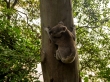 Koala!! En Noosa, junto a la playa