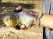 Pescando pirañas en el Pantanal