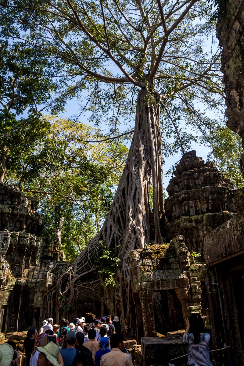 Los árboles surgieron de las ruinas, Angkor