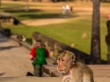 Monos en el recinto, Angkor