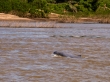 Delfín de Irawadi, junto a Kratie