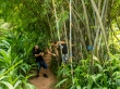 Ninjas en los bambús