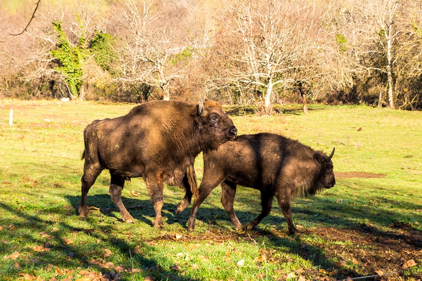 Bisonte Europeo en Asturias