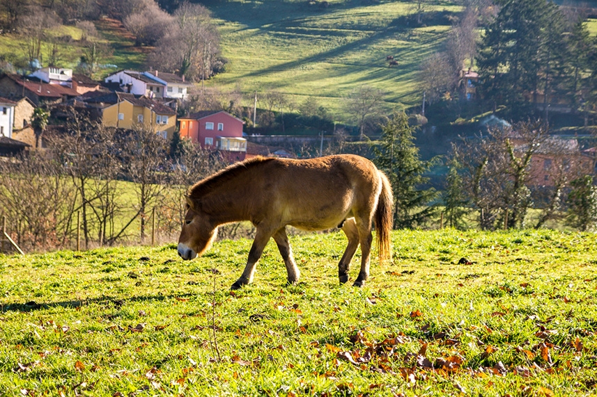 caballos Przewalski