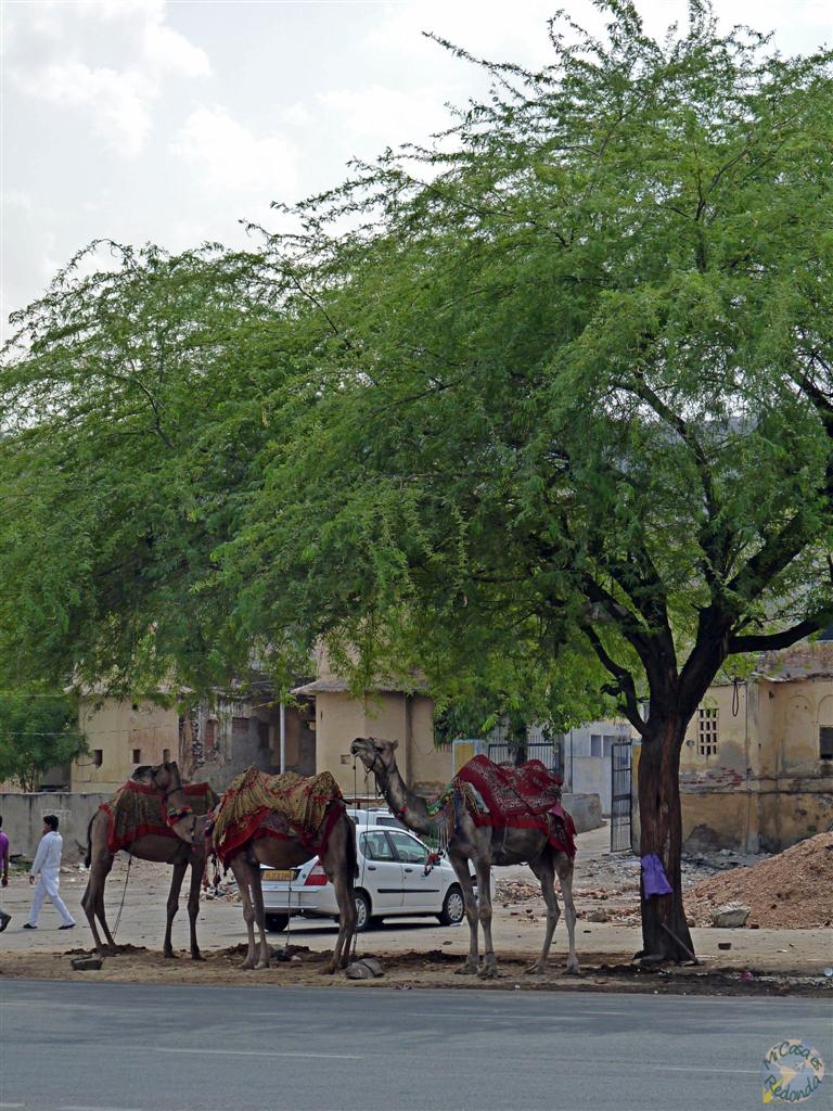 Dromedarios en Jaipur