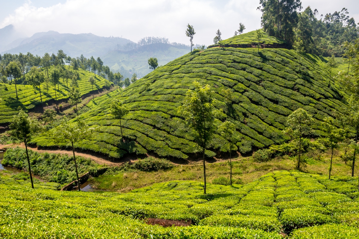 Ondulados campos de té, Munnar